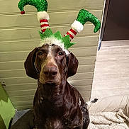 Snow a rejoint le concours — aidez-le/la à gagner de superbes lots ! dog, pet, brown_dog, elf_hat, holiday_costume, indoor, blanket, bed, floor, wooden_wall, decor, animal, canine, costume, festive, christmas, seated, looking_up, ears, fur