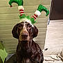 dog, pet, brown_dog, elf_hat, holiday_costume, indoor, blanket, bed, floor, wooden_wall, decor, animal, canine, costume, festive, christmas, seated, looking_up, ears, fur