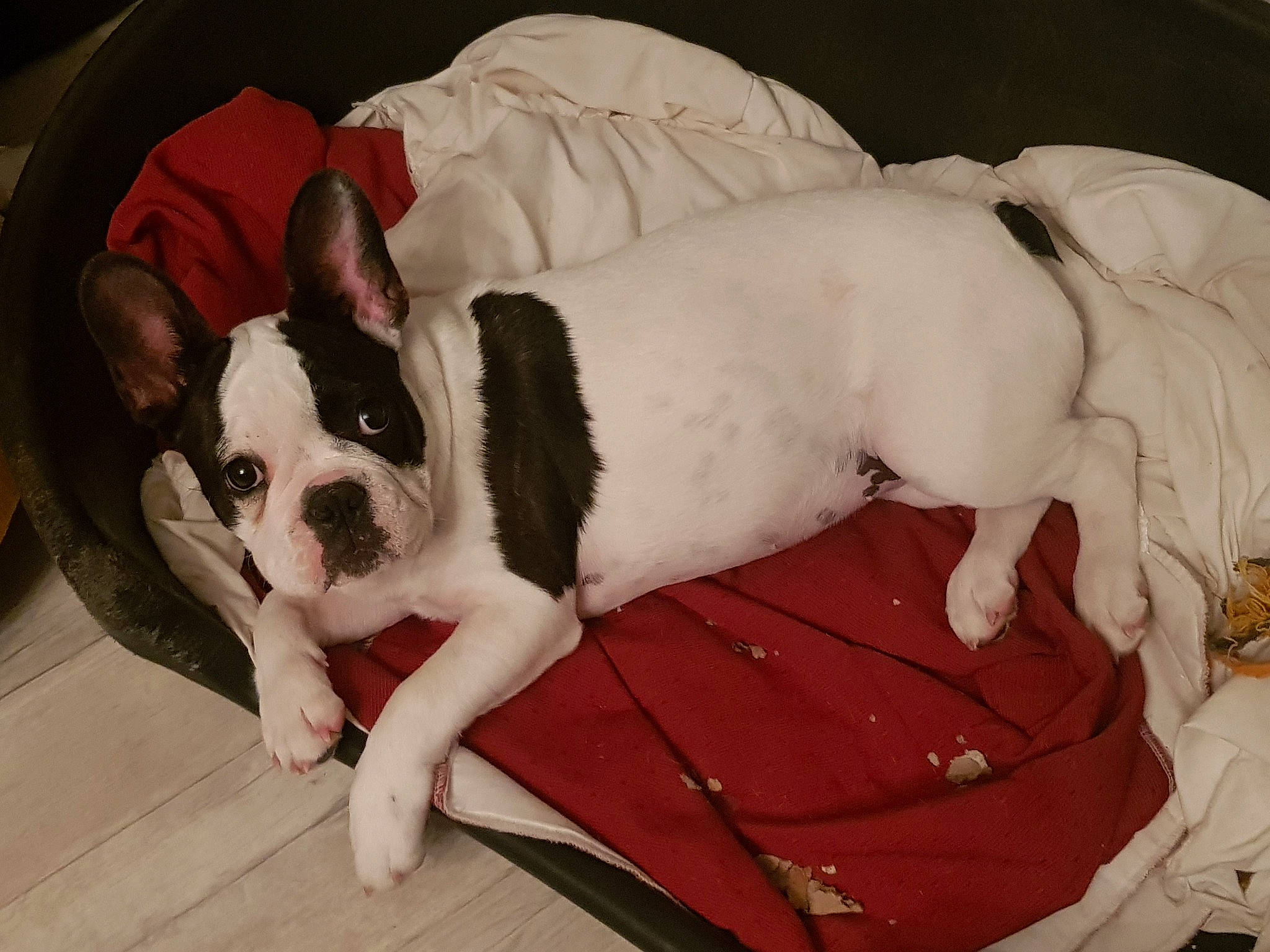 Romy a rejoint le concours — aidez-le/la à gagner de superbes lots ! american_bulldog, boston_terrier, bulldog, canidae, carnivore, companion_dog, dog, dog_breed, french_bulldog, mammal, non_sporting_group, old_english_bulldog, olde_english_bulldogge, puppy_love, skin, snout, sporting_group, toy_bulldog, vertebrate, white_english_bulldog