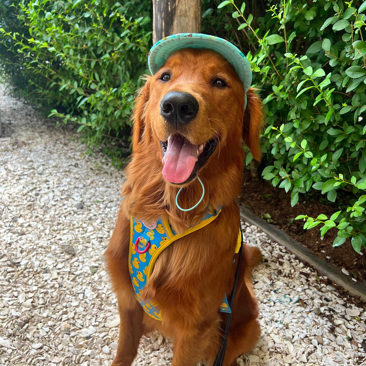 Archie is registered to the contest to win money with this photo: accessories, animal, canine, clothing, dog, goldenretriever, gravel, hat, herbal, herbs, hound, outdoors, path, pet, plant, puppy, soil, strap, tree, vegetation