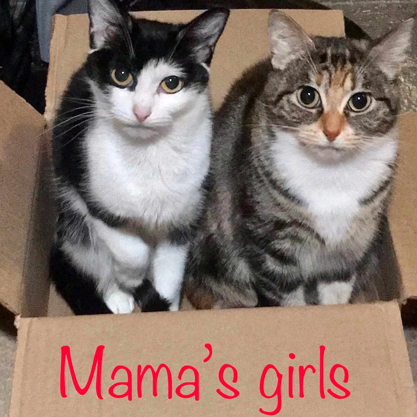 Mamas