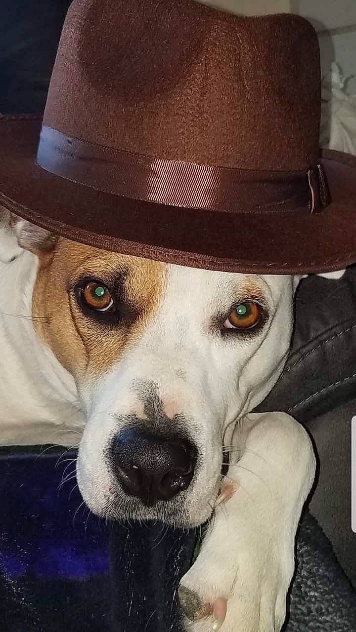 Bullwinkle is registered to the contest to win money with this photo: canidae, cap, carnivore, collar, companion_dog, costume_hat, cowboy_hat, dog, dog_breed, dog_collar, eyewear, fashion_accessory, fedora, fur, hat, snout, sporting_group, sun_hat, whiskers, working_animal