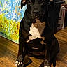 Oreo joined the competition — help win amazing prizes! dog, black_dog, white_chest, sitting, portrait, pet, canine, short_hair, floppy_ears, brown_eyes, paws, claws, indoor, wooden_floor, painting, artwork, boxes, furniture, home, front_facing