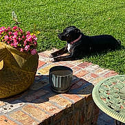 Oreo joined the competition — help win amazing prizes! dog, black_dog, pet, outdoor, garden, patio, lawn, grass, flowers, flowerpot, butterfly, brick_patio, brickwork, sunlight, lying_down, pink_collar, animal, backyard, metal_cup, garden_furniture