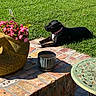 dog, black_dog, pet, outdoor, garden, patio, lawn, grass, flowers, flowerpot, butterfly, brick_patio, brickwork, sunlight, lying_down, pink_collar, animal, backyard, metal_cup, garden_furniture