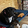 Oreo joined the competition — help win amazing prizes! dog, black_dog, white_chest, pet, animal, lying_down, dog_bed, crossed_paws, collar, blue_tag, dog_toy, plush_toy, squeaky_toy, indoor, wooden_wall, stone_fireplace, wooden_floor, rug, portrait, cute