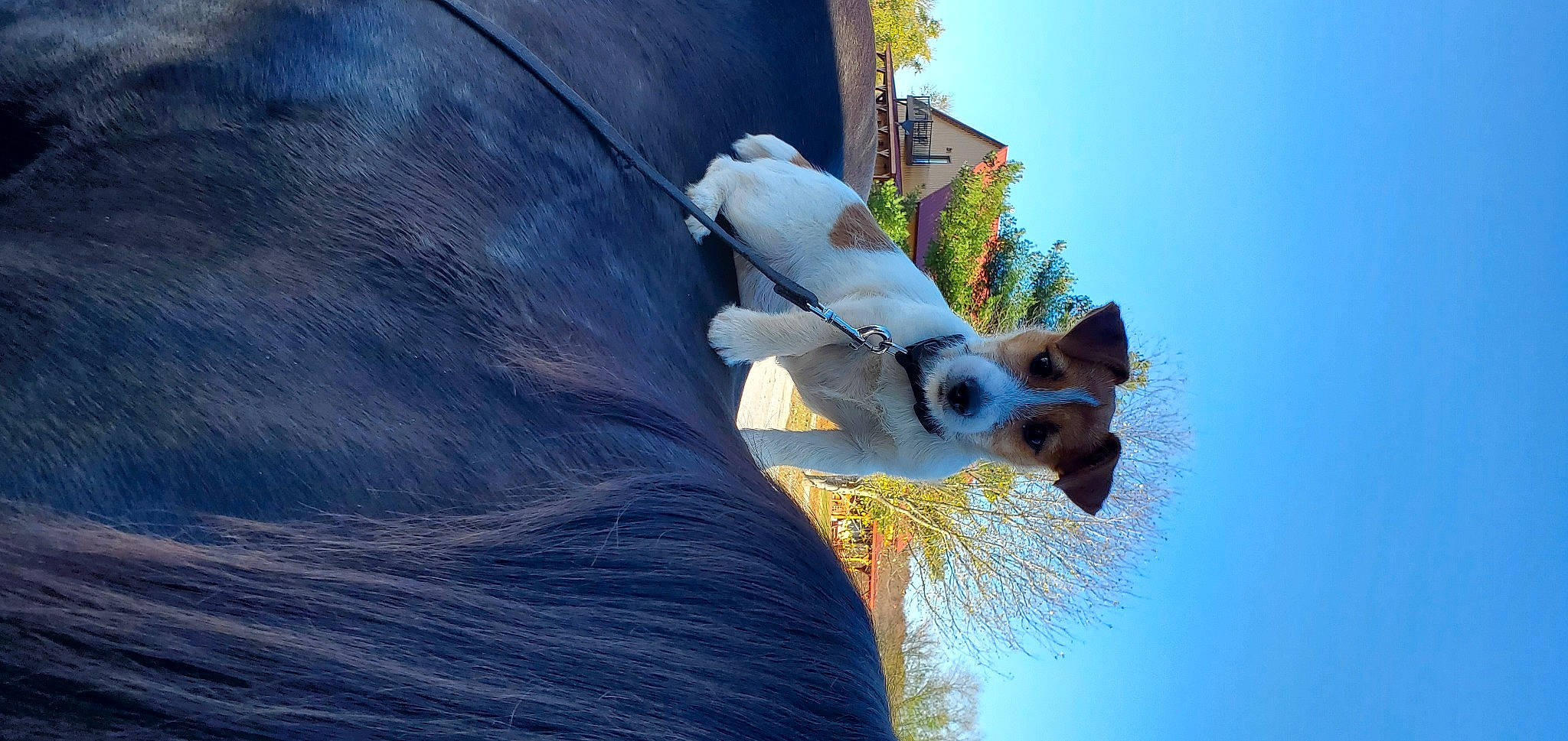 Elsa is registered to the contest to win money with this photo: adventure, azure, canidae, carnivore, cloud, companion_dog, dog, dog_breed, electric_blue, fawn, happy, non_sporting_group, plant, sky, snout, sunglasses, tree, wildlife, working_animal