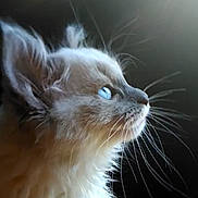 Meep is registered to the contest to win money with this photo: adorable, animal, blue_eyes, cat, close_up, cute, dark_background, feline, fluffy, fur, indoor, kitten, looking_up, pet, portrait, profile, side_view, soft_light, whiskers, young_cat