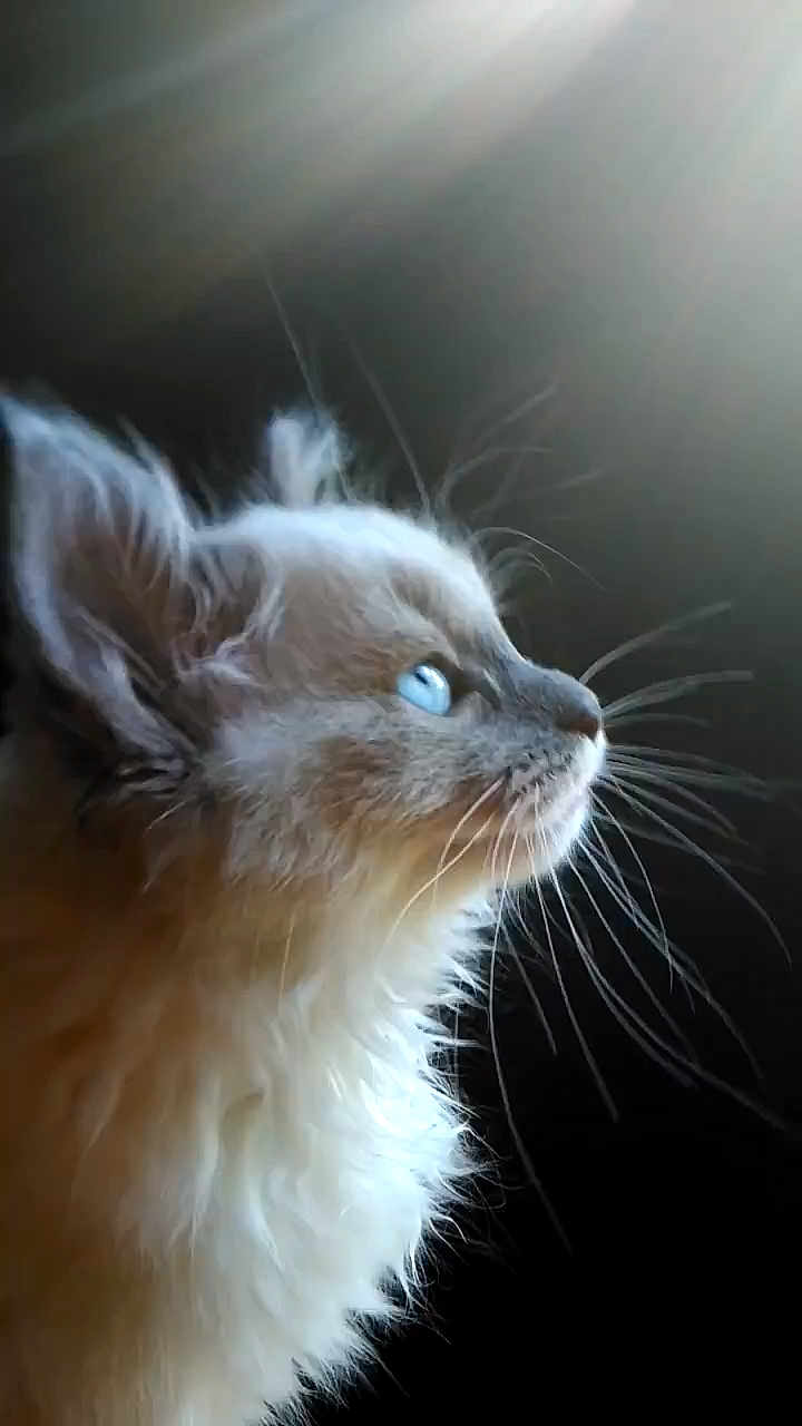 Meep