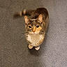 cat, tabby, pet, animal, feline, looking_up, curious, whiskers, ears, tail, indoor, carpet, fur, cute, domestic, mammal, paws, eyes, portrait, standing