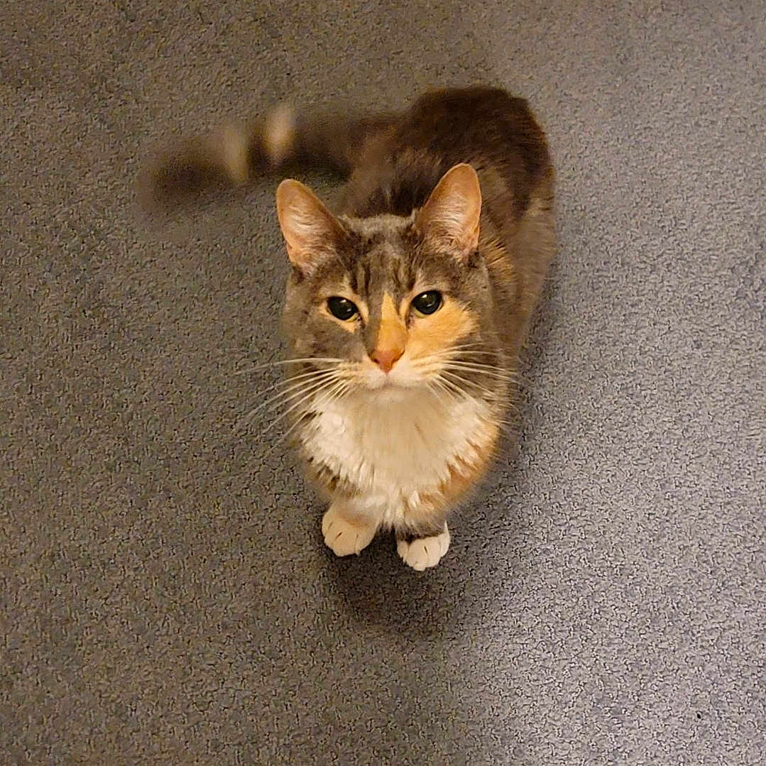Holly