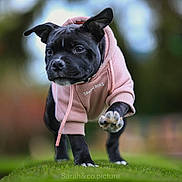 Vaya participe au concours pour gagner de l'argent avec cette photo : animal, background_blur, black_dog, canine, cute, dog, energetic, focused, grass, hoodie, motion, nature, outdoor, park, pet, pink_hoodie, portrait, puppy, walking, young_dog