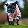 animal, background_blur, black_dog, canine, cute, dog, energetic, focused, grass, hoodie, motion, nature, outdoor, park, pet, pink_hoodie, portrait, puppy, walking, young_dog