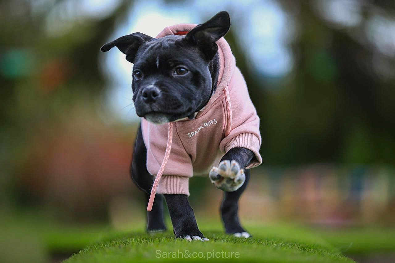 Vaya participe au concours pour gagner de l'argent avec cette photo : animal, background_blur, black_dog, canine, cute, dog, energetic, focused, grass, hoodie, motion, nature, outdoor, park, pet, pink_hoodie, portrait, puppy, walking, young_dog