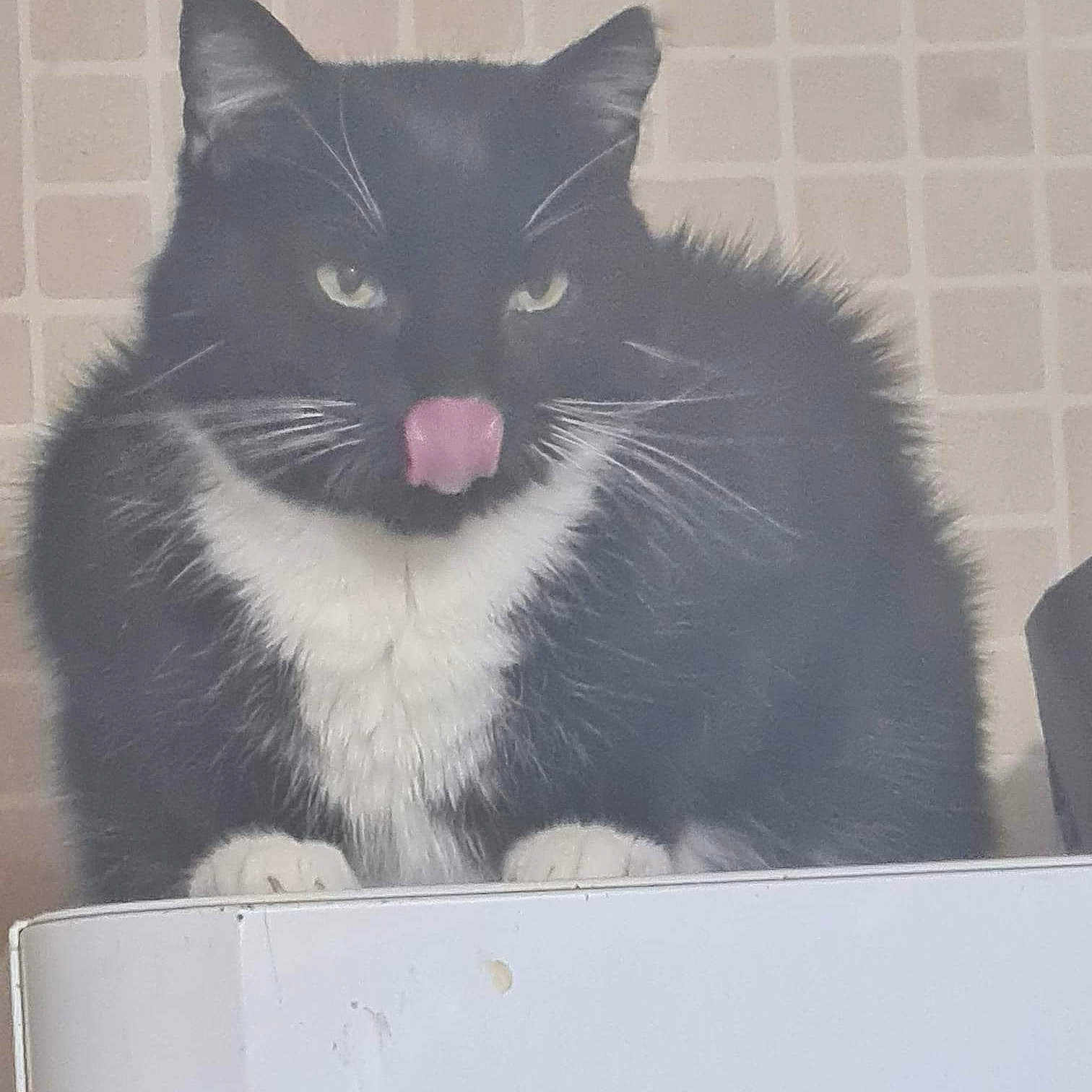 Dory joined the competition — help win amazing prizes! black_cat, box, cardboard, carnivore, cat, domestic_short_haired_cat, felidae, fur, grey, monochrome, monochrome_photography, paw, plant, rectangle, small_to_medium_sized_cats, snout, tail, tints_and_shades, whiskers, window