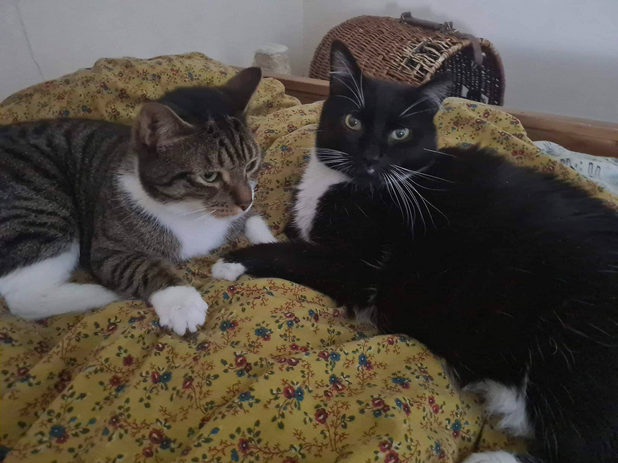 Dory joined the competition — help win amazing prizes! bedding, black_cat, carnivore, cat, cat_supply, claw, comfort, domestic_short_haired_cat, felidae, fur, linens, mammal, nap, paw, pet_supply, small_to_medium_sized_cats, snout, tail, tree, whiskers