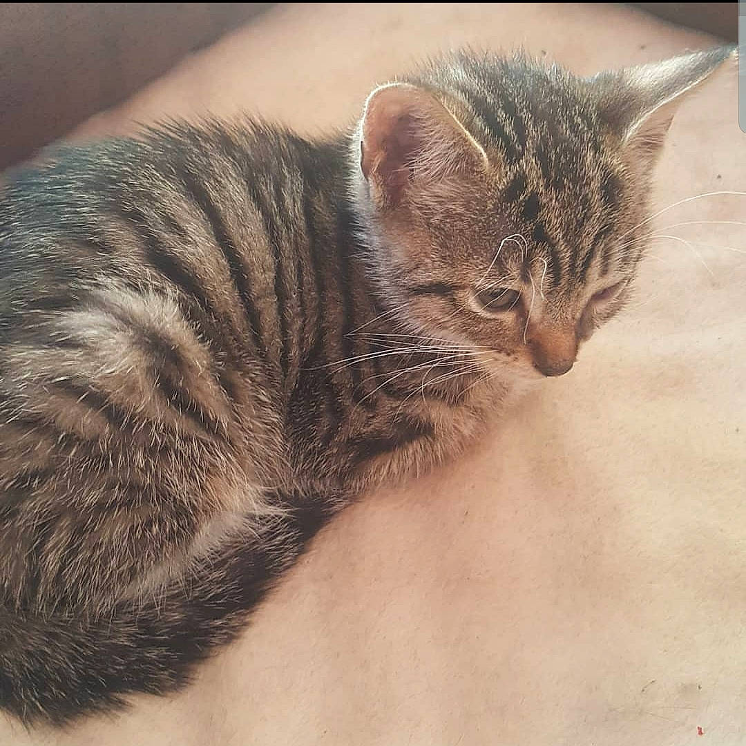 Oliver joined the competition — help win amazing prizes! asian, california_spangled, carnivore, cat, domestic_short_haired_cat, dragon_li, ear, egyptian_mau, european_shorthair, eye, felidae, fur, kitten, mammal, pixie_bob, small_to_medium_sized_cats, snout, tabby_cat, whiskers, wild_cat