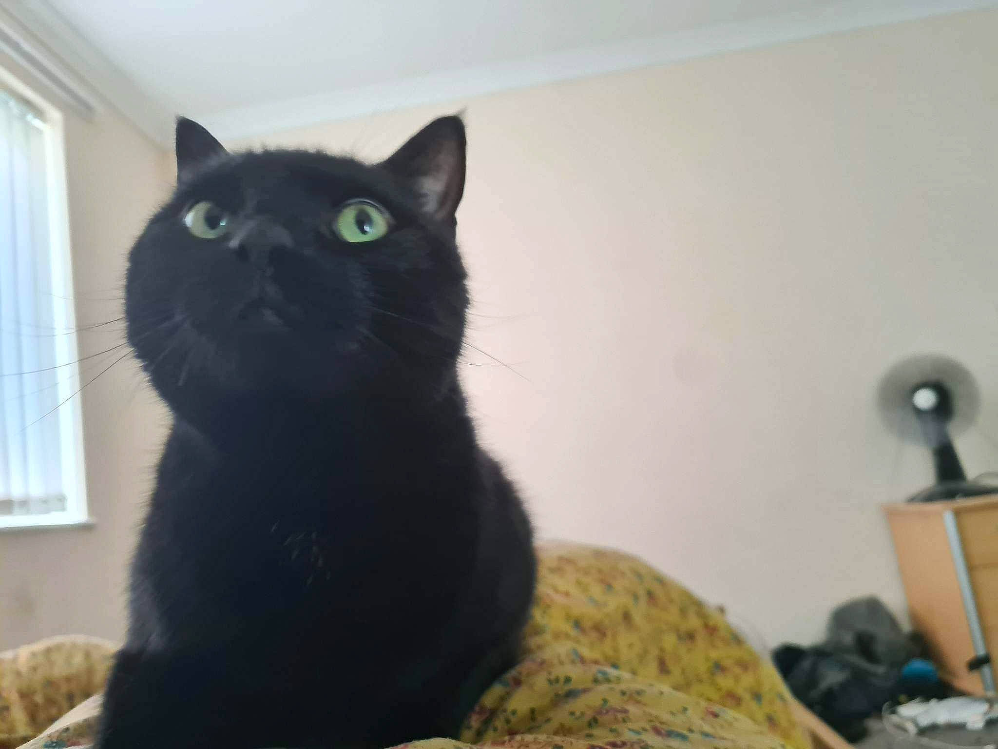 Spring joined the competition — help win amazing prizes! black_cat, bombay, carnivore, cat, cat_furniture, cat_supply, comfort, domestic_short_haired_cat, felidae, fur, grey, monochrome_photography, pet_supply, room, small_to_medium_sized_cats, snout, tail, terrestrial_animal, whiskers, window