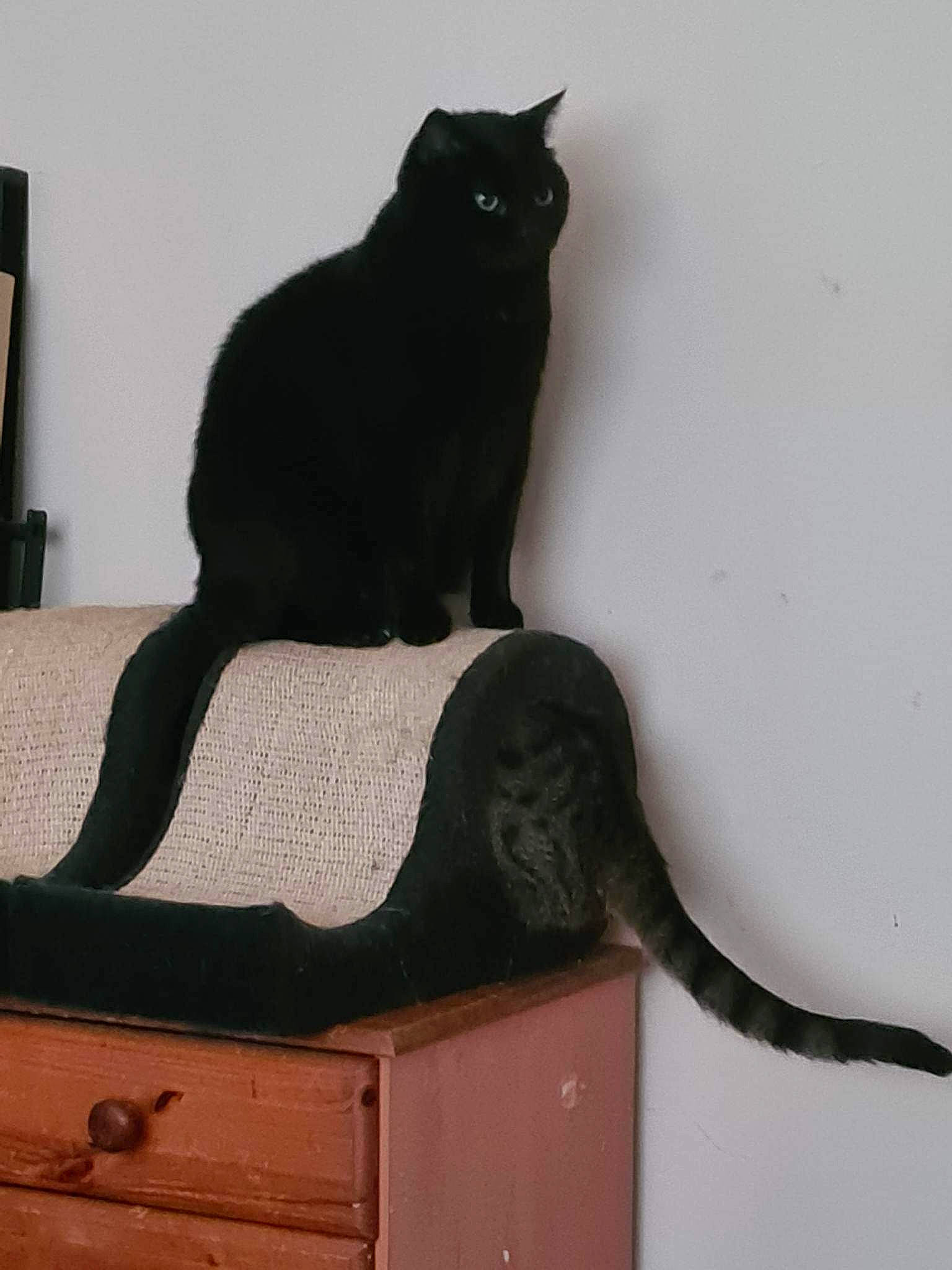 Spring joined the competition — help win amazing prizes! black_cat, bombay, carnivore, cat, cat_supply, comfort, domestic_short_haired_cat, felidae, fur, grey, hardwood, havana_brown, pedestal, pet_supply, rectangle, sitting, small_to_medium_sized_cats, tail, whiskers, wood