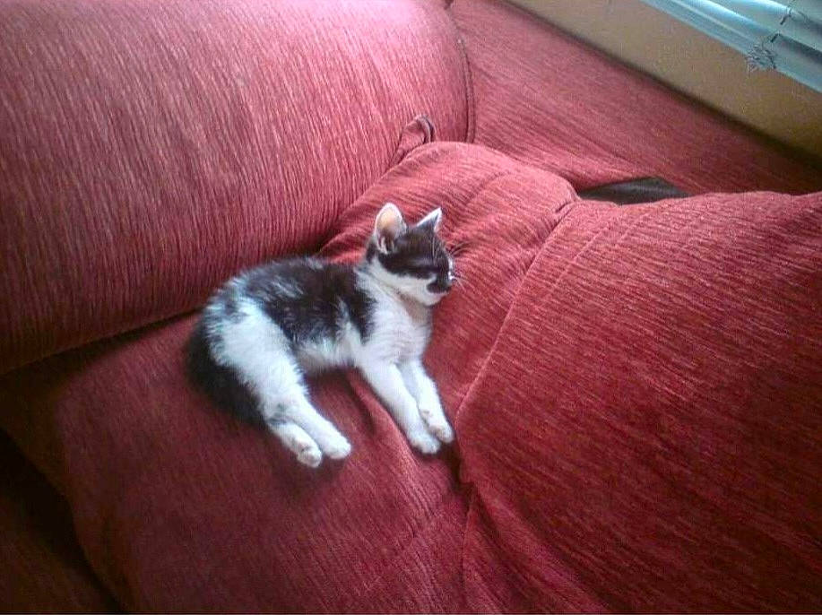 Milly joined the competition — help win amazing prizes! carnivore, cat, comfort, companion_dog, couch, dog_breed, domestic_short_haired_cat, felidae, flooring, fur, furniture, hardwood, human_leg, linens, paw, room, small_to_medium_sized_cats, tail, whiskers, wood