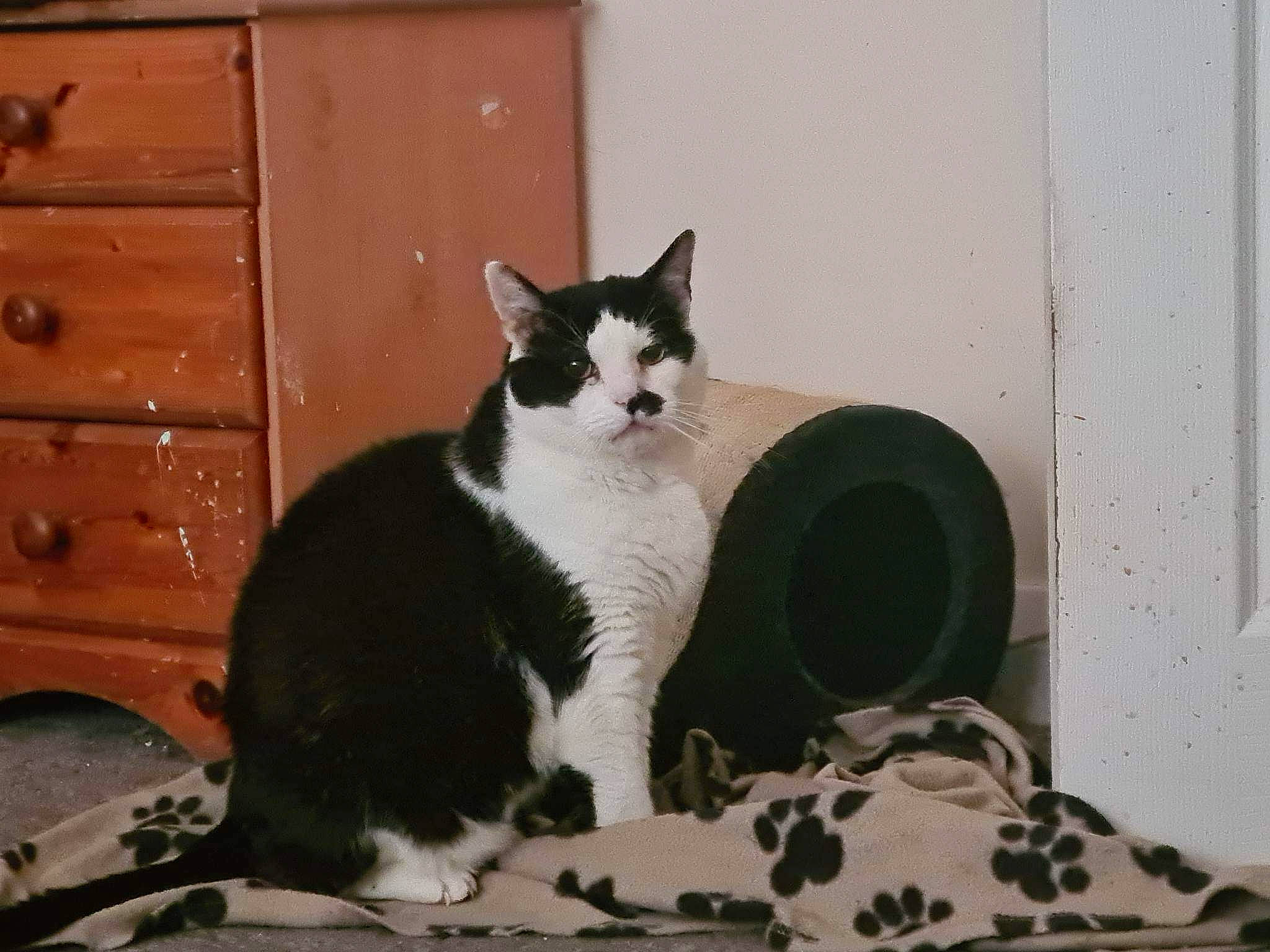 Domino joined the competition — help win amazing prizes! cabinetry, carnivore, cat, comfort, domestic_short_haired_cat, drawer, dresser, felidae, fur, hardwood, mammal, paw, sitting, small_to_medium_sized_cats, snout, tail, tree, whiskers, window, wood