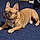 Odie
