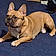 Odie
