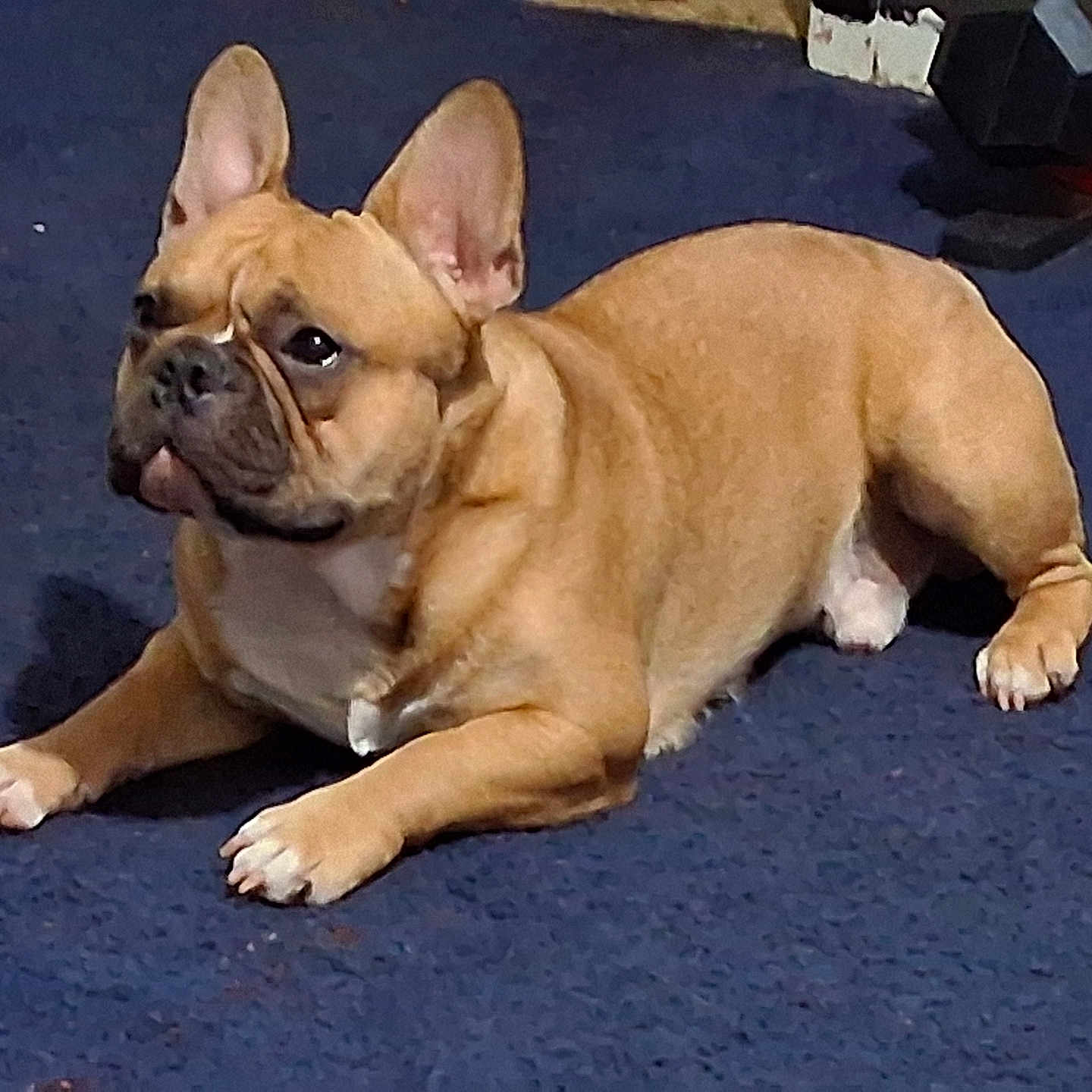Odie is registered to the contest to win money with this photo: dog, french_bulldog, carpet, indoor, pet, canine, brown, white_markings, ears, paw, resting, looking_away, weight, gym_equipment, floor, muscular, animal, companion, cute, alert
