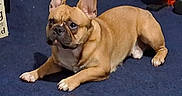Odie is registered to the contest to win money with this photo: dog, french_bulldog, pet, animal, indoor, carpet, tan, ears, paws, laying_down, alert, cute, mammal, companion, domestic, short_hair, small_dog, looking_away, floor, resting