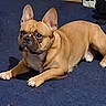 dog, french_bulldog, pet, animal, indoor, carpet, tan, ears, paws, laying_down, alert, cute, mammal, companion, domestic, short_hair, small_dog, looking_away, floor, resting