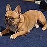Odie joined the competition — help win amazing prizes! dog, french_bulldog, pet, indoor, carpet, brown_dog, resting, canine, mammal, animal, paw, ears, short_hair, stocky, weight, home_gym, floor, domestic_animal, quiet, companion