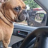 Odie joined the competition — help win amazing prizes! dog, french_bulldog, car, window, steering_wheel, door, side_mirror, animal, pet, brown, ears, face, fur, paw, looking, inside, vehicle, outdoor, nature, tree
