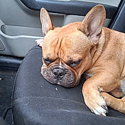 Odie joined the competition — help win amazing prizes! dog, french_bulldog, sleeping, car_interior, seat, pet, animal, ears, wrinkles, brown_fur, closeup, resting, cute, companion, domestic_animal, napping, paw, canine, relaxed, indoor