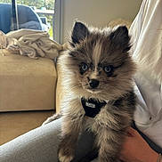 Alpha a rejoint le concours — aidez-le/la à gagner de superbes lots ! puppy, dog, fluffy, pet, indoor, lap, person, harness, cute, young, fur, animal, cozy, living_room, natural_light, window, curious, sitting, domestic, companion