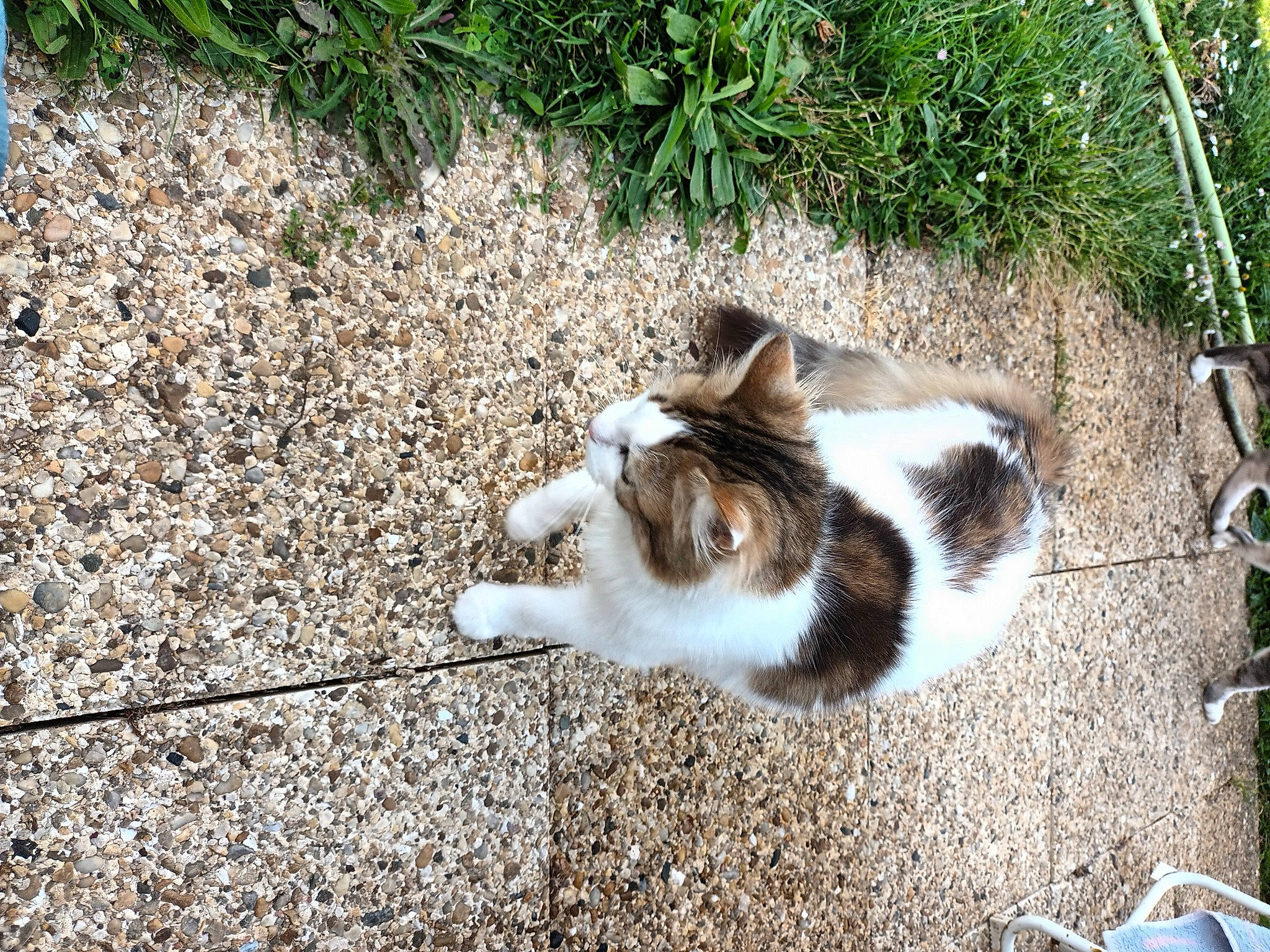 Sicile participe au concours pour gagner de l'argent avec cette photo : asphalt, canidae, carnivore, cat, companion_dog, dog_breed, domestic_short_haired_cat, felidae, fur, grass, paw, plant, road_surface, small_to_medium_sized_cats, soil, sporting_group, tail, terrestrial_animal, whiskers, wood