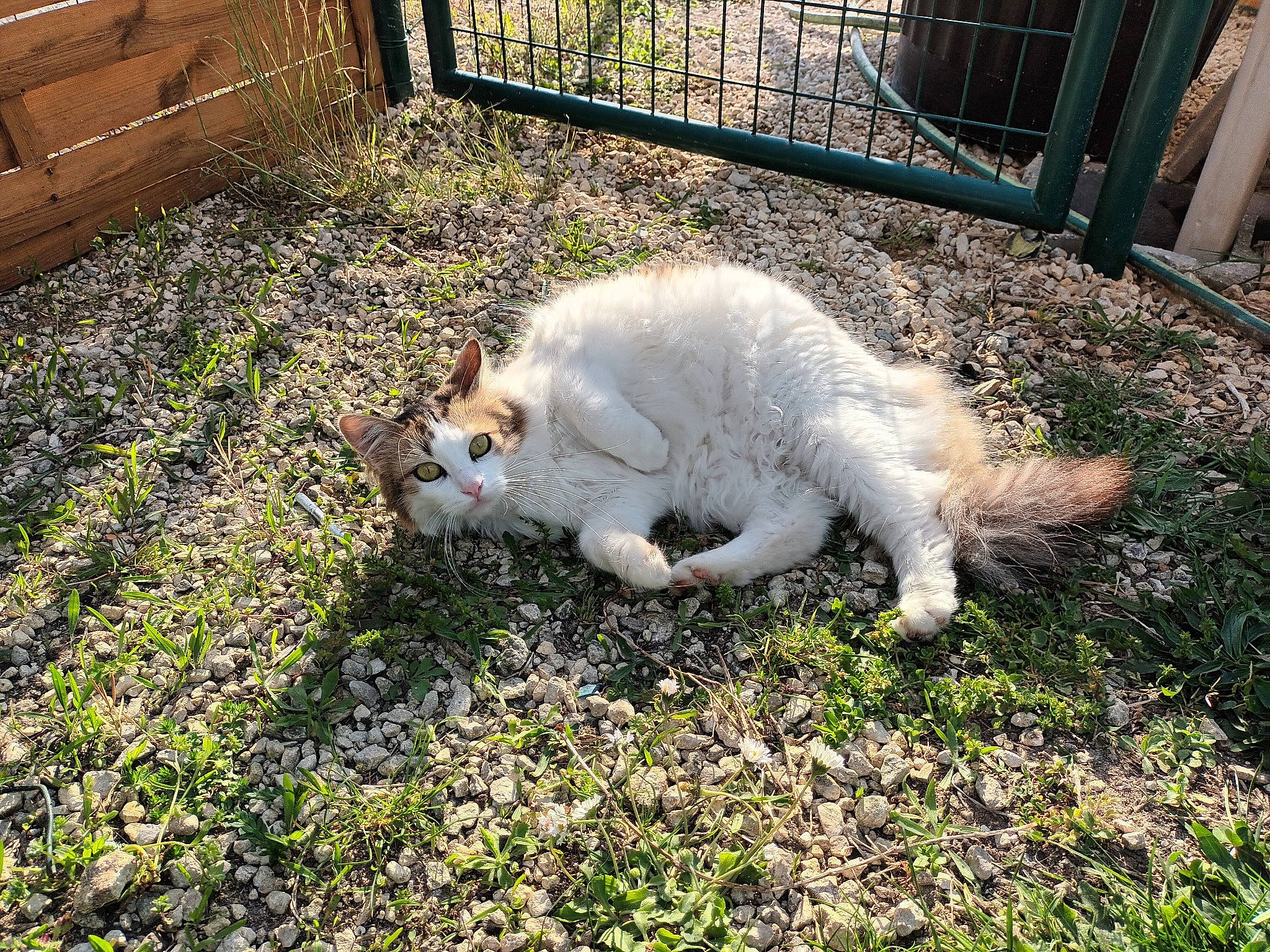 Sicile participe au concours pour gagner de l'argent avec cette photo : canidae, carnivore, cat, companion_dog, dog_breed, fawn, felidae, fence, fur, grass, groundcover, mammal, plant, small_to_medium_sized_cats, snout, sporting_group, tail, terrestrial_animal, whiskers, wildlife