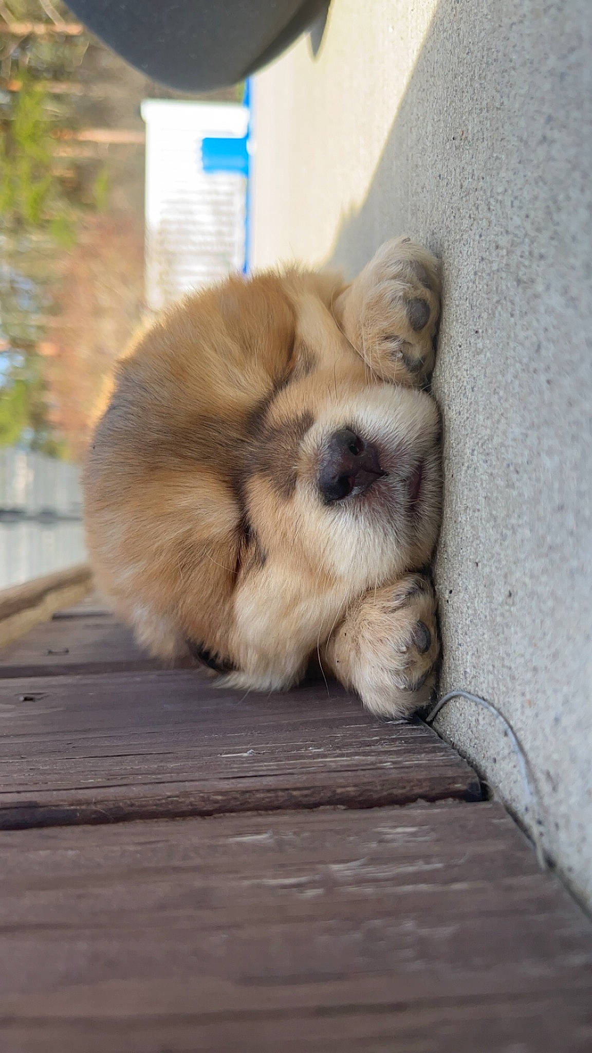 Bo Duke is registered to the contest to win money with this photo: canidae, carnivore, companion_dog, dog, dog_breed, fawn, felidae, flooring, fur, hardwood, paw, snout, spitz, sporting_group, tail, terrestrial_animal, toy_dog, whiskers, wood, working_animal