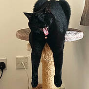 Lyla joined the competition — help win amazing prizes! animal, bell, black_cat, cat, cat_tree, collar, cozy, cute, dangling_legs, domestic_animal, feline, fur, home, indoor, mammal, pet, relaxed, resting, scratching_post, yawning
