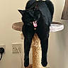 animal, bell, black_cat, cat, cat_tree, collar, cozy, cute, dangling_legs, domestic_animal, feline, fur, home, indoor, mammal, pet, relaxed, resting, scratching_post, yawning