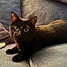 Lyla joined the competition — help win amazing prizes! animal, black_cat, cat, close_up, comfortable, couch, cozy, curious, feline, fur, home, indoor, pet, relaxed, resting, shadow, soft_texture, sunlight, whiskers, wide_eyes