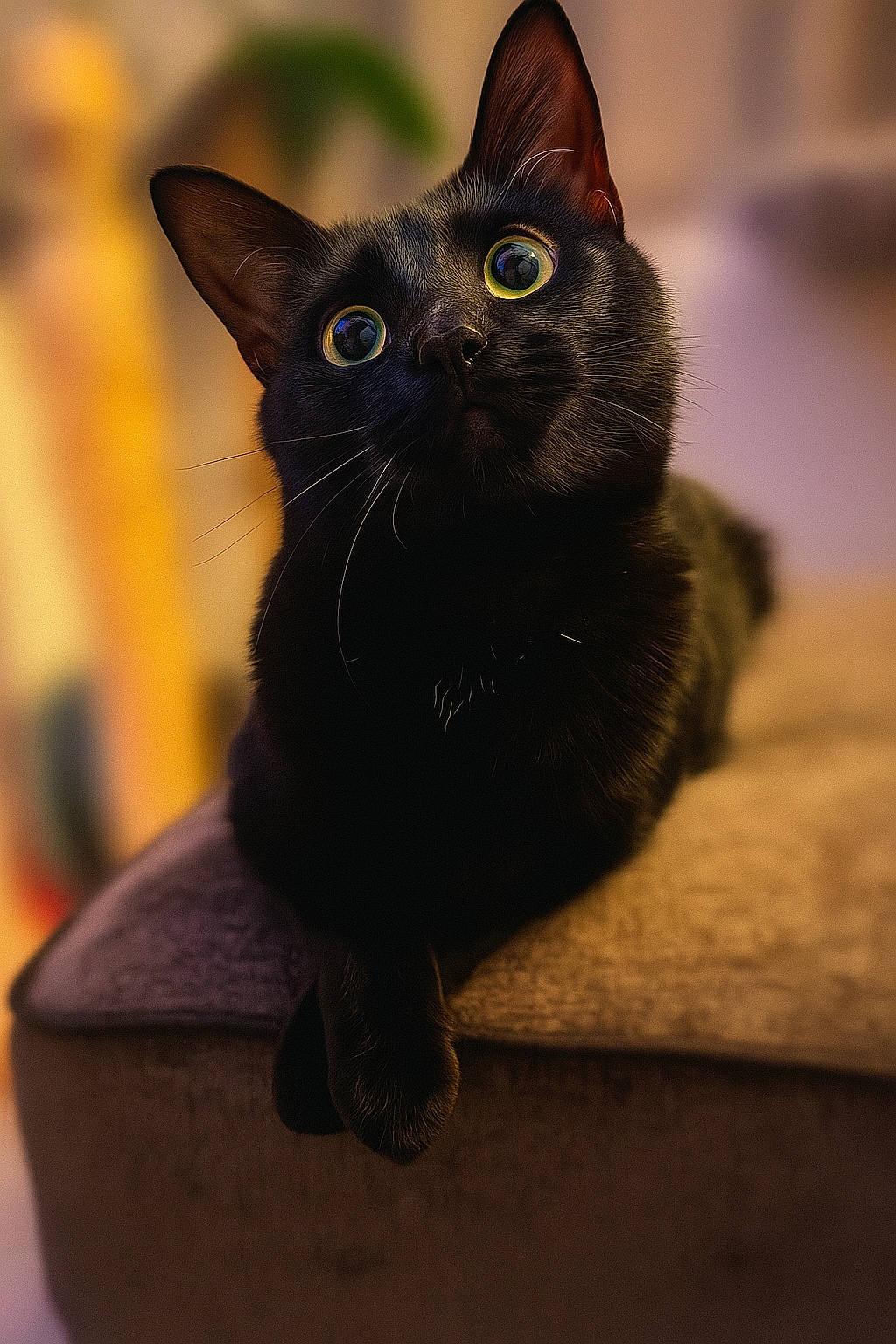 Lyla