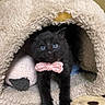 Lyla is registered to the contest to win money with this photo: adorable, animal, black_cat, blanket, blue_eyes, bow_tie, cat_cave, comfort, cozy, cute, feline, fur, home, indoor, kitten, pet, plush_toy, resting, small, soft