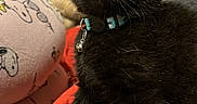 Lyla joined the competition — help win amazing prizes! animal, bedroom, black_kitten, blue_collar, cat, collar, cozy, curious_eyes, cute, domestic_cat, feline, fluffy_fur, indoor, looking_up, paw, pet, red_blanket, resting, soft_fur, young_cat