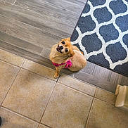 Casina is registered to the contest to win money with this photo: dog, small_dog, indoor, floor, tile_floor, wood_floor, rug, patterned_rug, pink_harness, pet, looking_up, cute, animal, domestic_animal, flooring, home_interior, pet_accessory, canine, companion, sitting