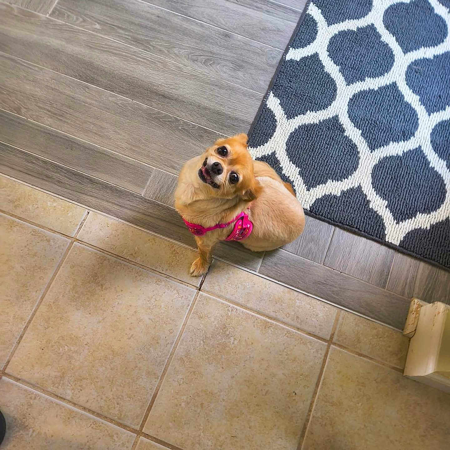 Casina is registered to the contest to win money with this photo: animal, canine, companion, cute, dog, domestic_animal, floor, flooring, home_interior, indoor, looking_up, patterned_rug, pet, pet_accessory, pink_harness, rug, sitting, small_dog, tile_floor, wood_floor