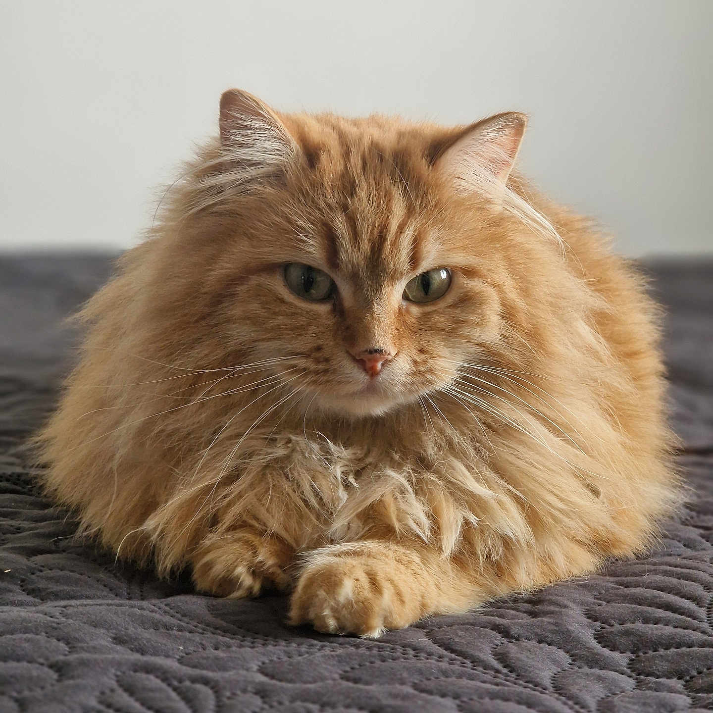Pampy participe au concours pour gagner de l'argent avec cette photo : animal, bedspread, cat, close_up, cute, domestic_cat, ears, feline, fluffy, fur, green_eyes, indoor, long_hair, lying_down, orange_cat, paws, pet, quilted_blanket, relaxed, whiskers