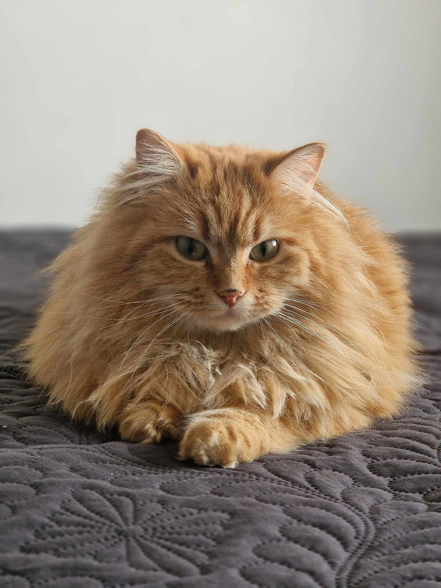 Pampy participe au concours pour gagner de l'argent avec cette photo : animal, bedspread, cat, close_up, cute, domestic_cat, ears, feline, fluffy, fur, green_eyes, indoor, long_hair, lying_down, orange_cat, paws, pet, quilted_blanket, relaxed, whiskers