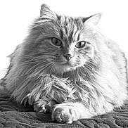Pampy participe au concours pour gagner de l'argent avec cette photo : animal, blanket, calm, cat, closeup, cute, domestic, feline, fluffy, fur, indoor, light, mammal, pet, portrait, relaxed, resting, soft, texture, whiskers
