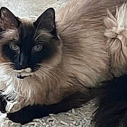 Mr. Blue is registered to the contest to win money with this photo: cat, siamese, blue_eyes, fluffy, fur, lounging, indoor, pet, animal, white_rug, texture, closeup, relaxed, resting, domestic_cat, cute, whiskers, ears, paw, tie