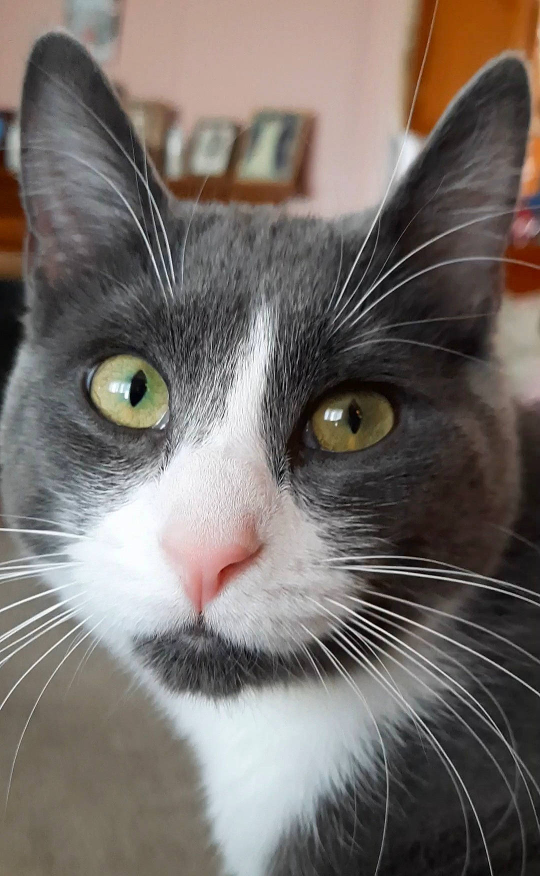 Juice is registered to the contest to win money with this photo: carnivore, cat, close_up, comfort, curious, domestic_short_haired_cat, ear, eye, felidae, fur, hair, head, iris, nose, small_to_medium_sized_cats, snapshot, snout, whiskers